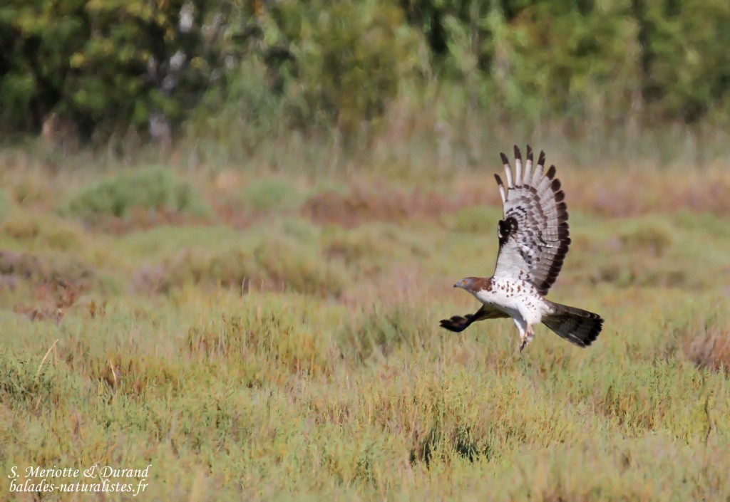 Bondrée apivore, salins de Giraud