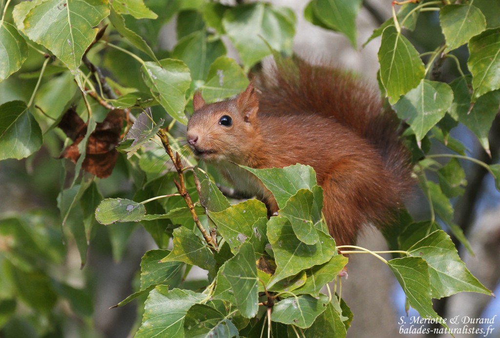 Écureuil roux dans des peupliers