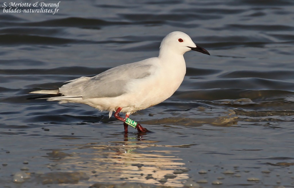 Goéland railleur, Camargue