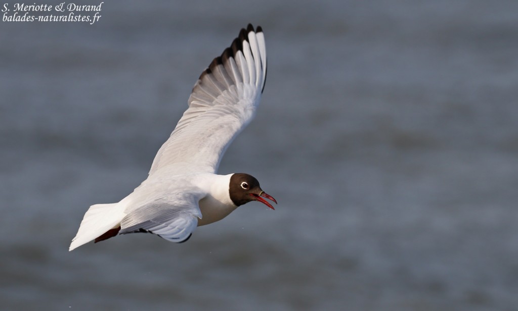 Mouette rieuse, embouchure du petit Rhône, Camargue