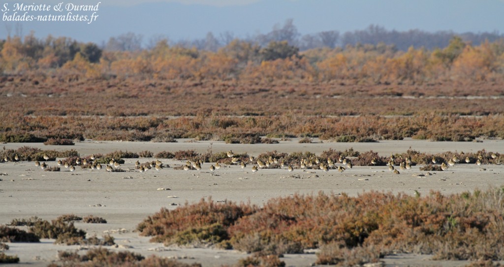 Groupe de Pluviers dorés, Pont des cinq gorges
