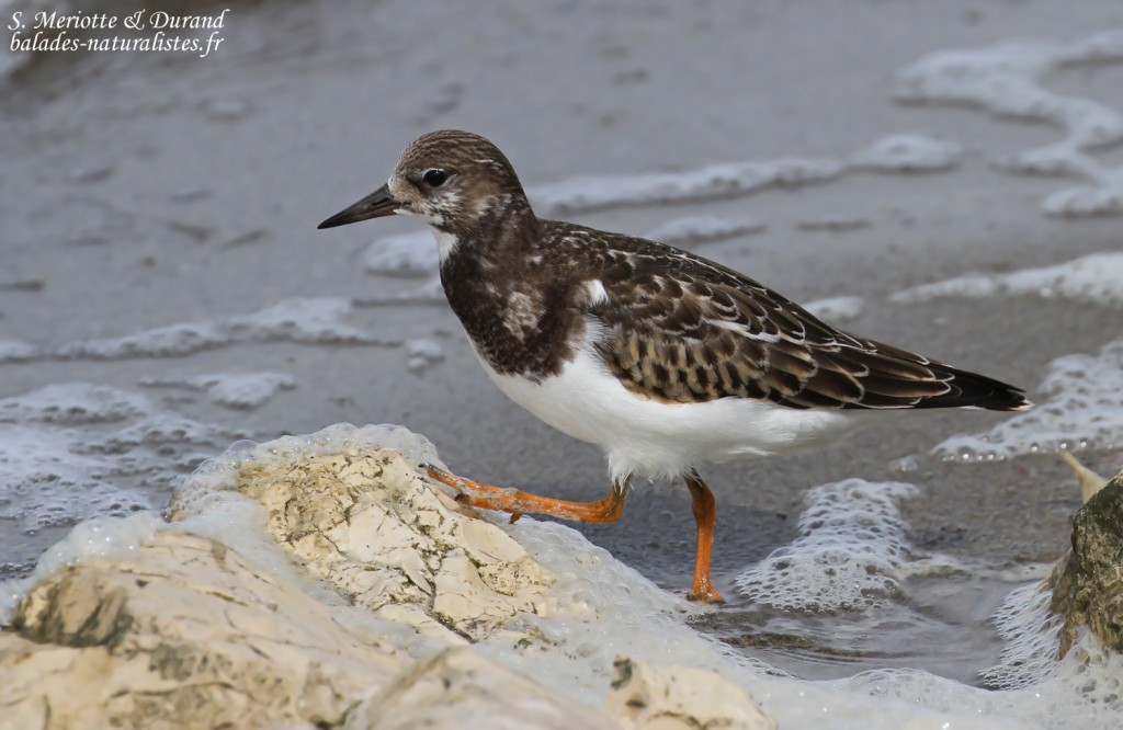 camargue-4tournepierre