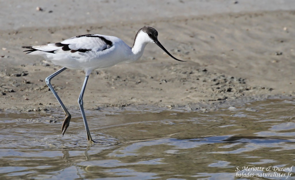 camargue-5avocette