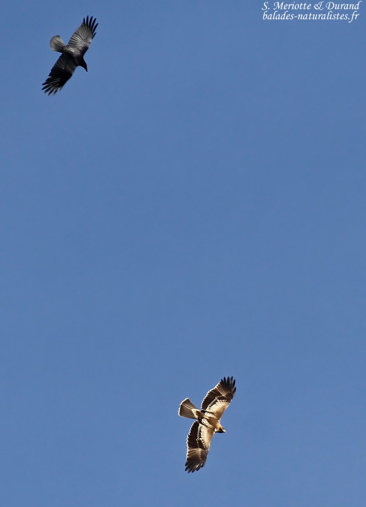 Aigle botté houspillé par une Corneille noire