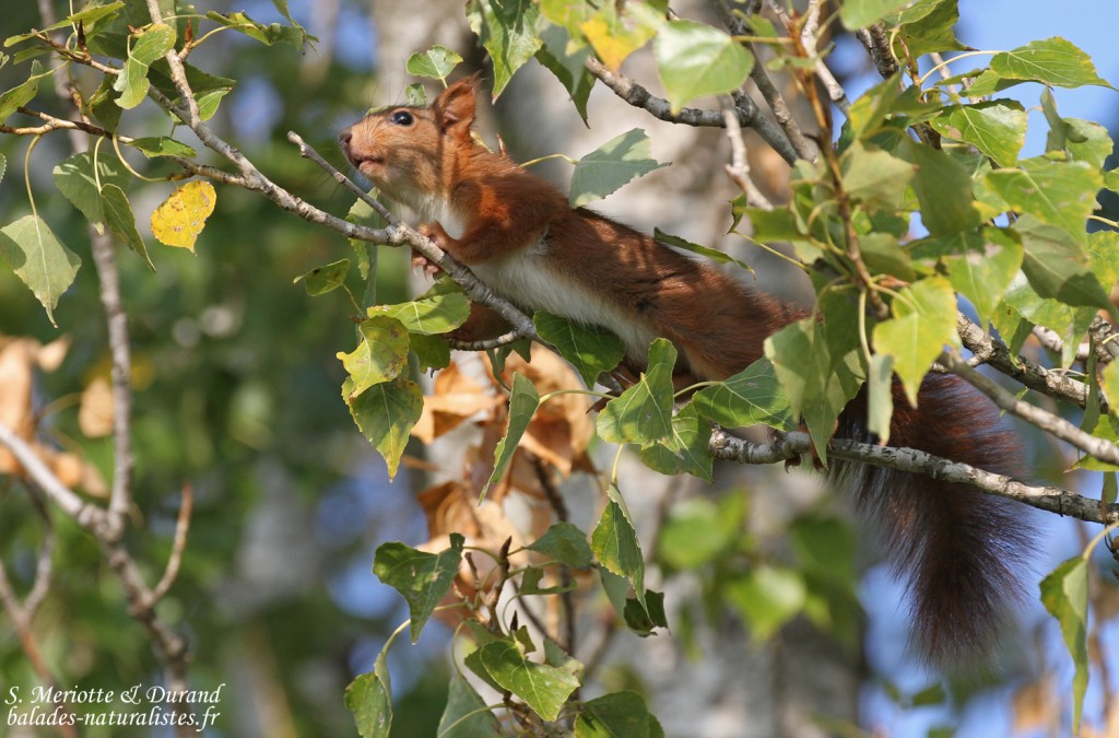 Écureuil roux dans des peupliers
