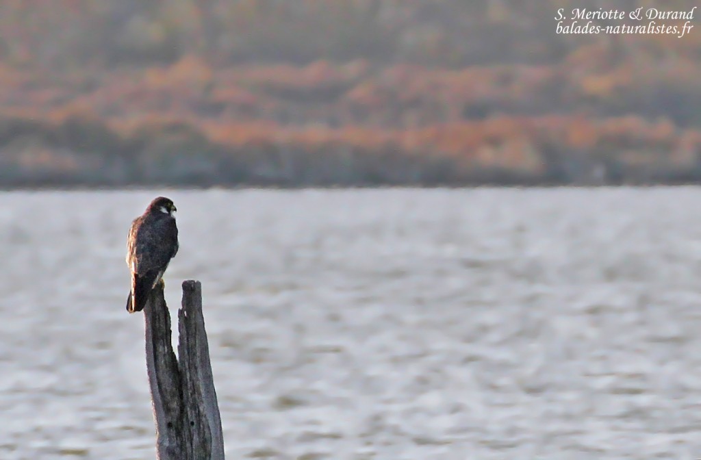 Faucon pèlerin près de Consécanière