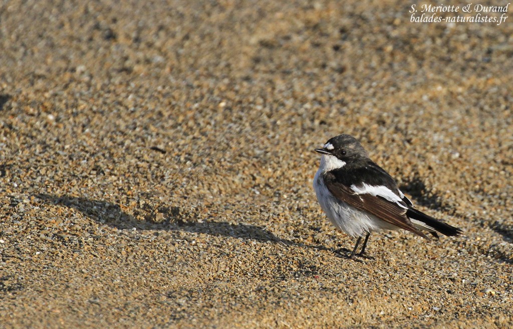Gobemouche noir mâle, Camargue