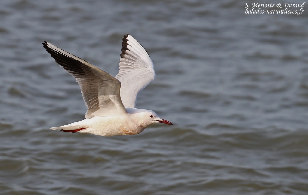 Goéland railleur, embouchure du petit Rhône, Camargue