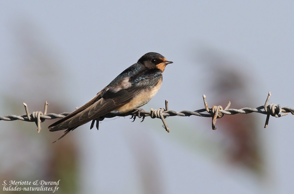 Jeune Hirondelle rustique