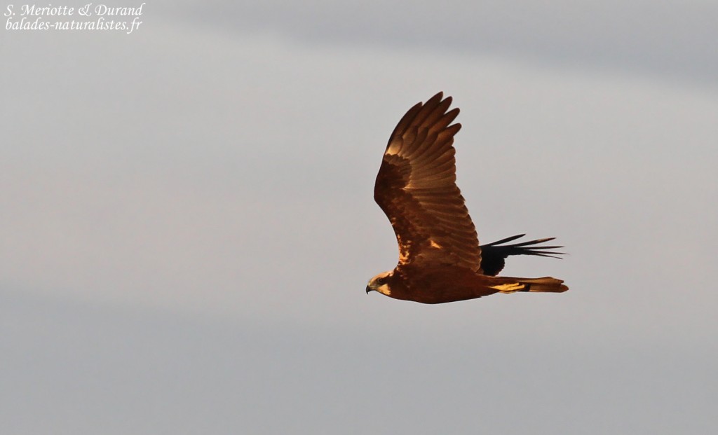 Busard des roseaux, Marais du Mas d'Agon