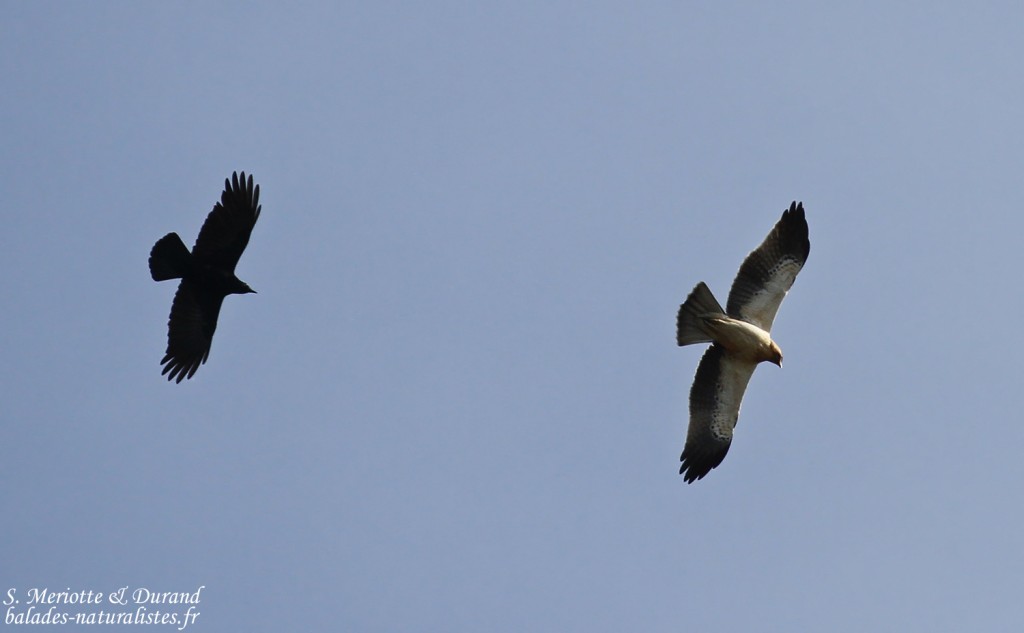 Aigle botté houspillé par une Corneille noire