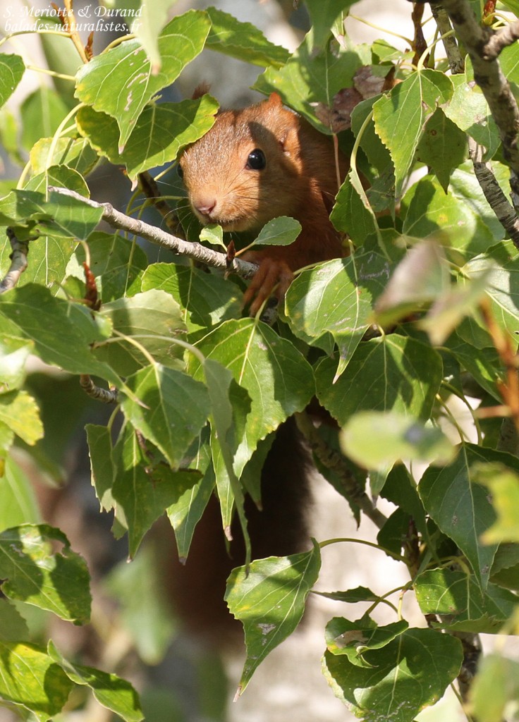Écureuil roux dans des peupliers