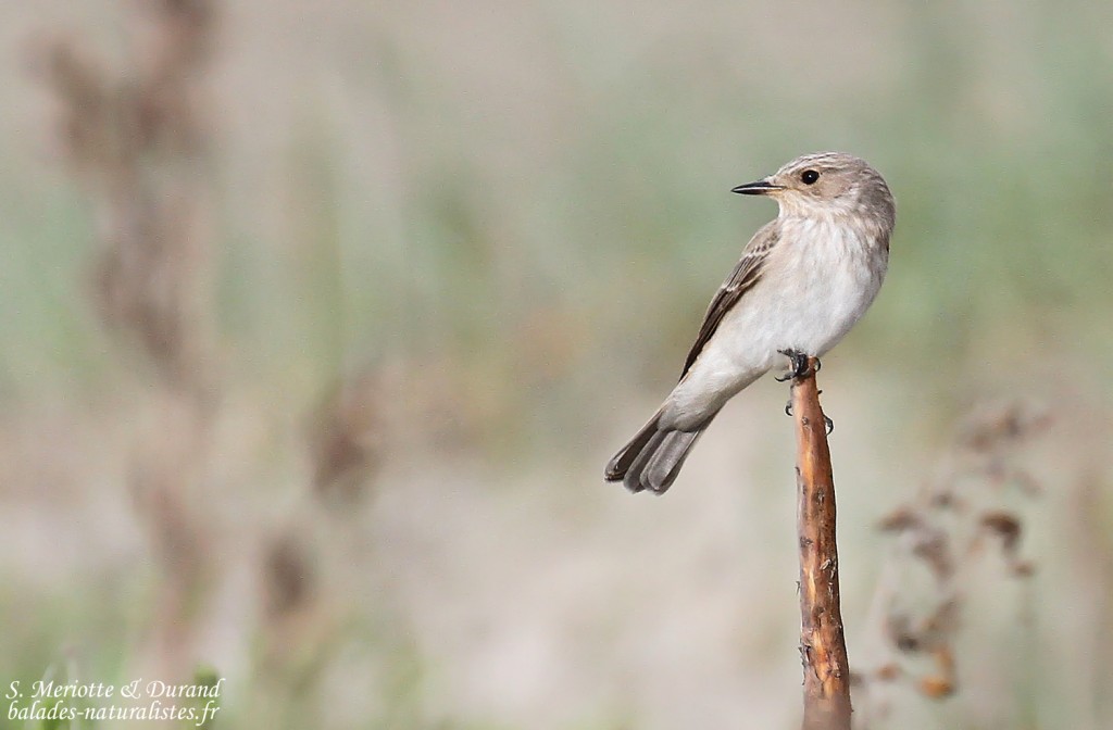 Gobemouche gris, Camargue