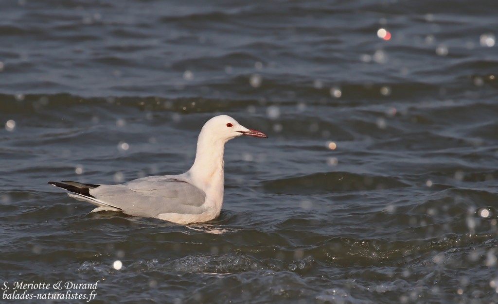 Goéland railleur, embouchure du petit Rhône, Camargue