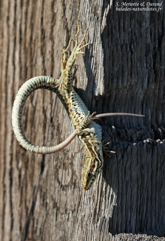 Lézard des murailles acrobate