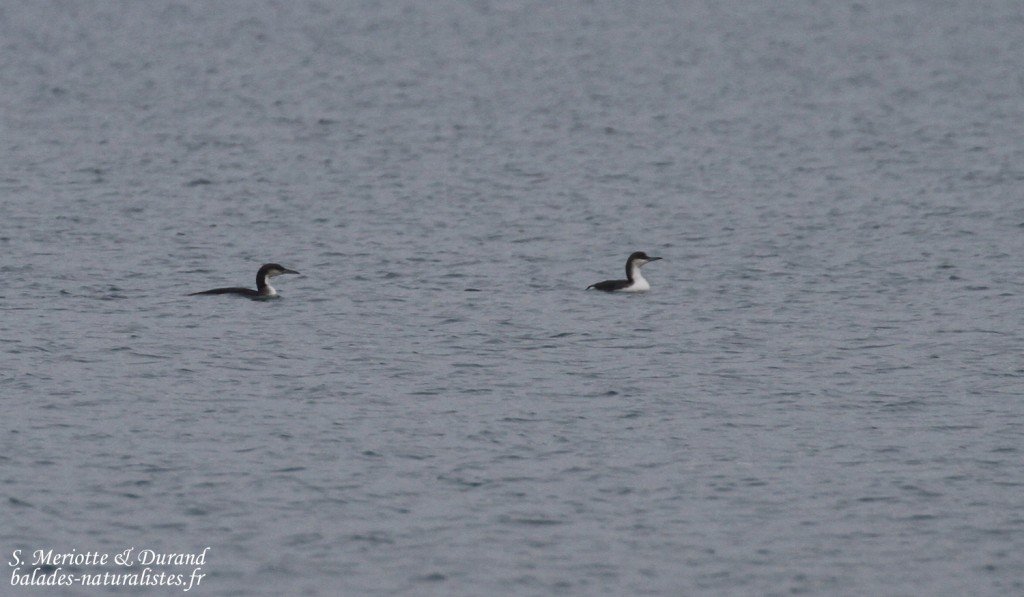 Plongeons arctiques, baie de Beauduc