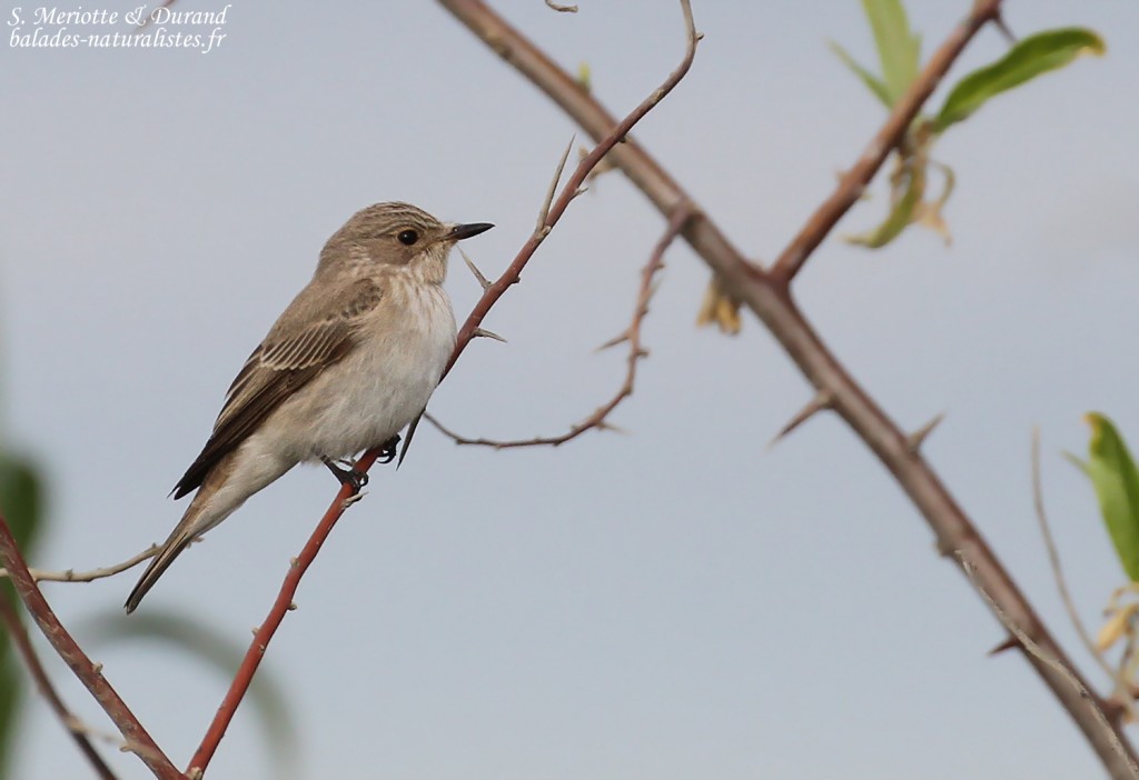Gobemouche gris, Camargue