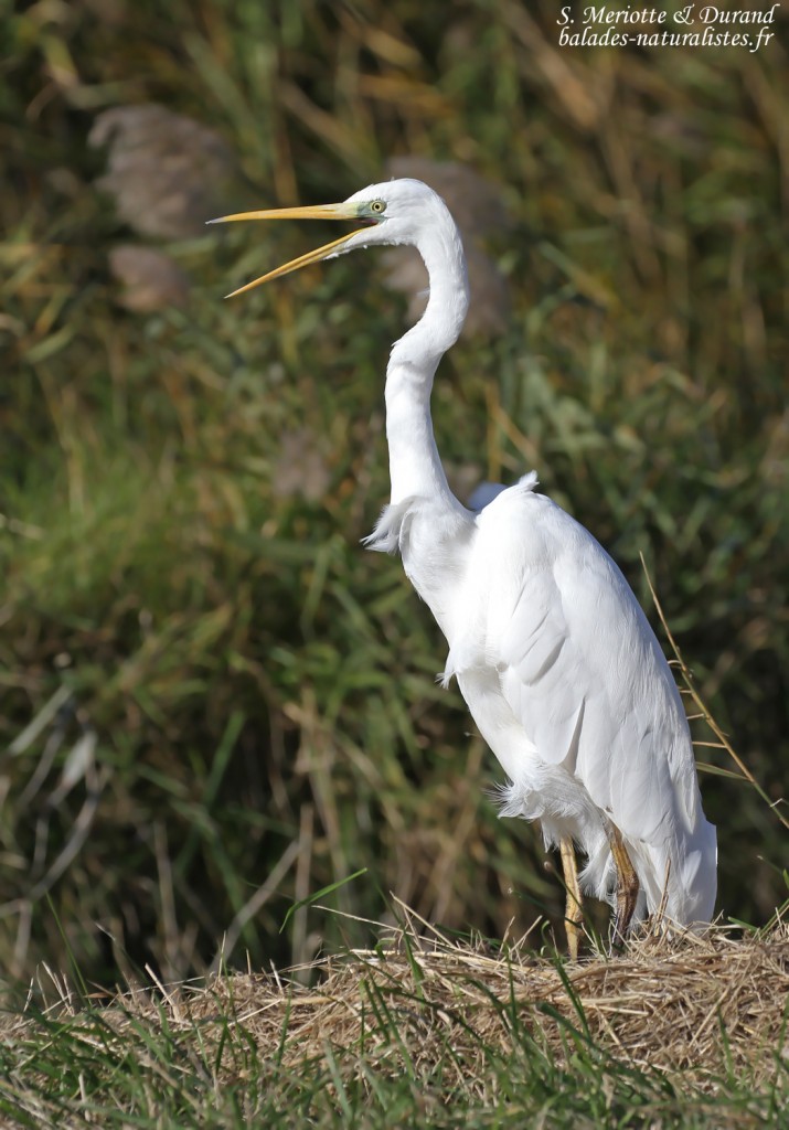 Grande Aigrette