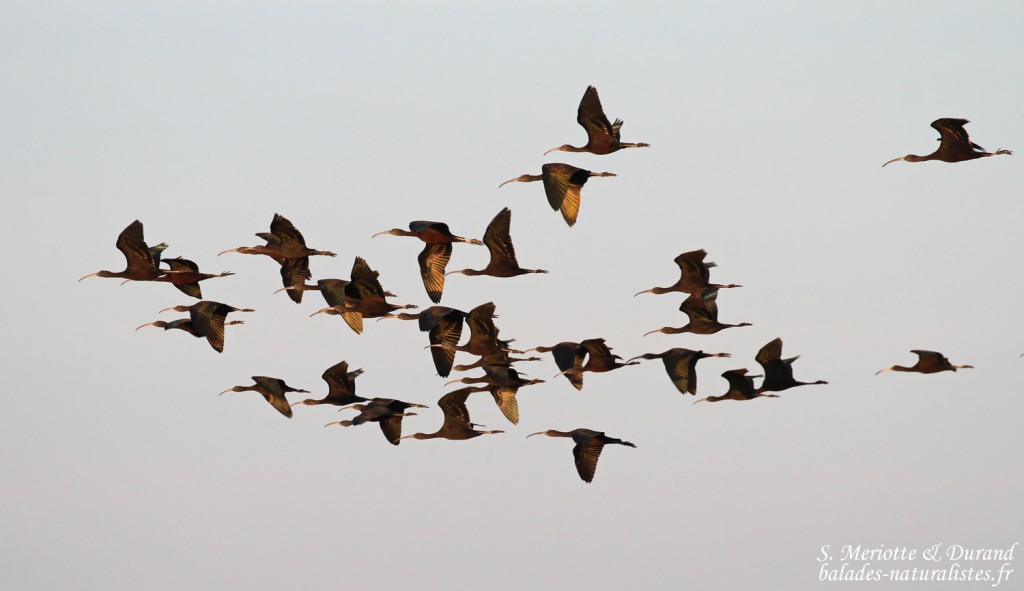 Ibis falcinelles, Marais du Mas d'Agon