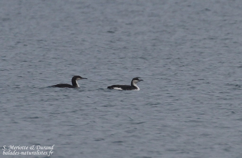 Plongeons arctiques, baie de Beauduc