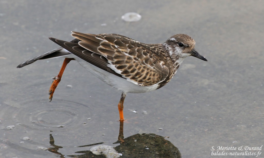 Tournepierre à collier, Baisses de Camargue