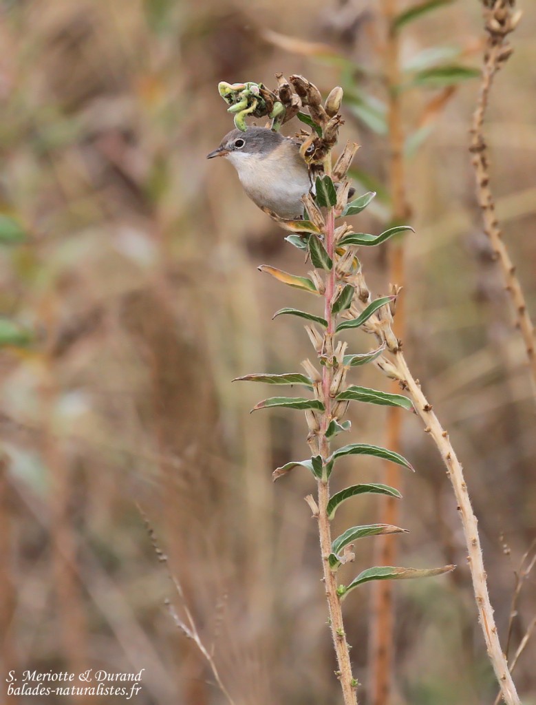 Fauvette passerinette, Camargue 
