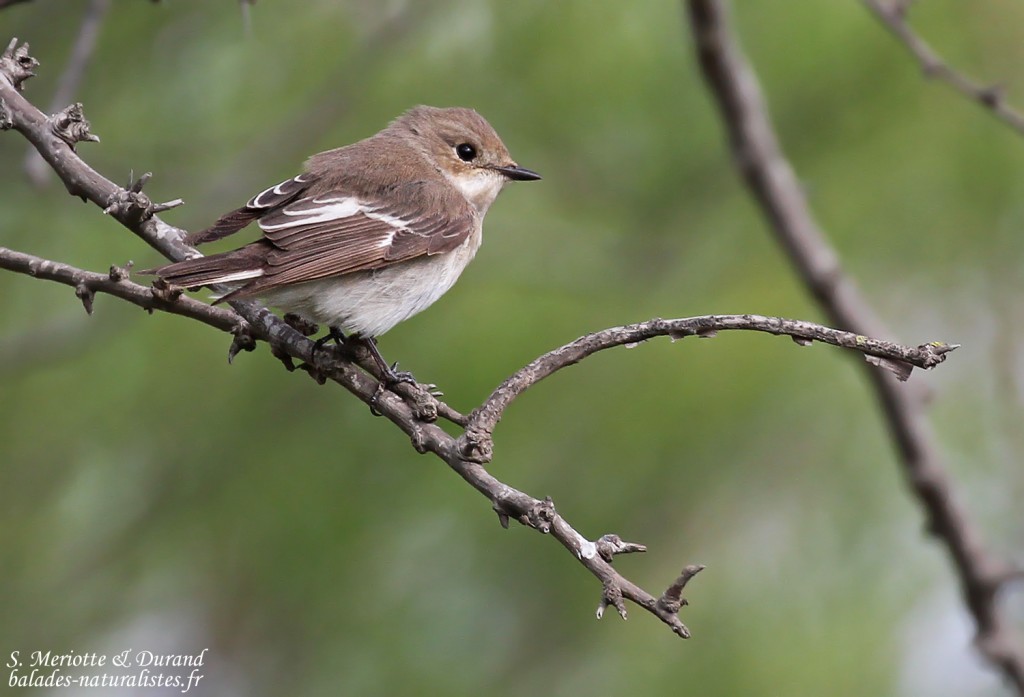 Gobemouche noir femelle, Camargue