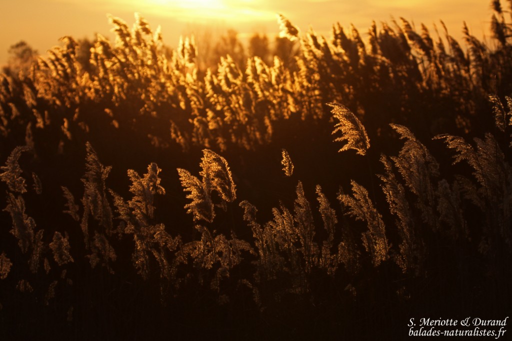 Coucher de soleil sur les roselières du Marais du Mas d'Agon