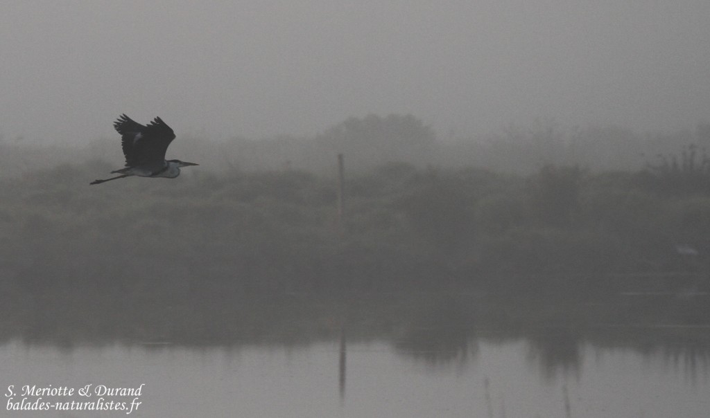 Héron cendré dans le brouillard matinal