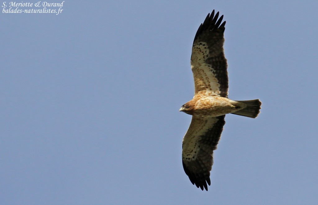 Aigle botté, Syvéréal
