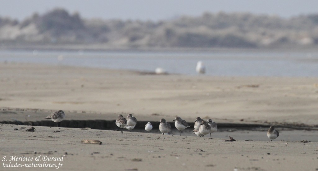 Pluviers argentés, Plage de Beauduc