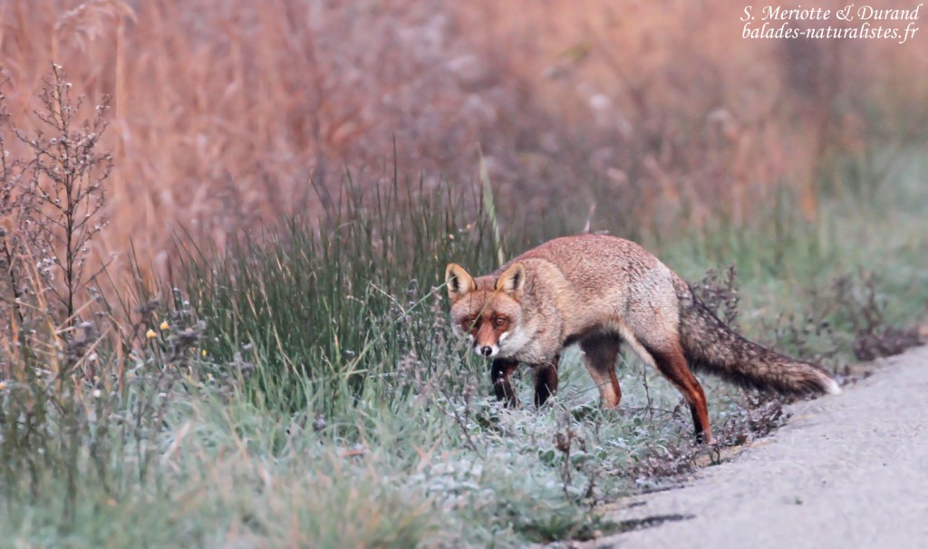 Renard roux au petit matin sur une route de Camargue