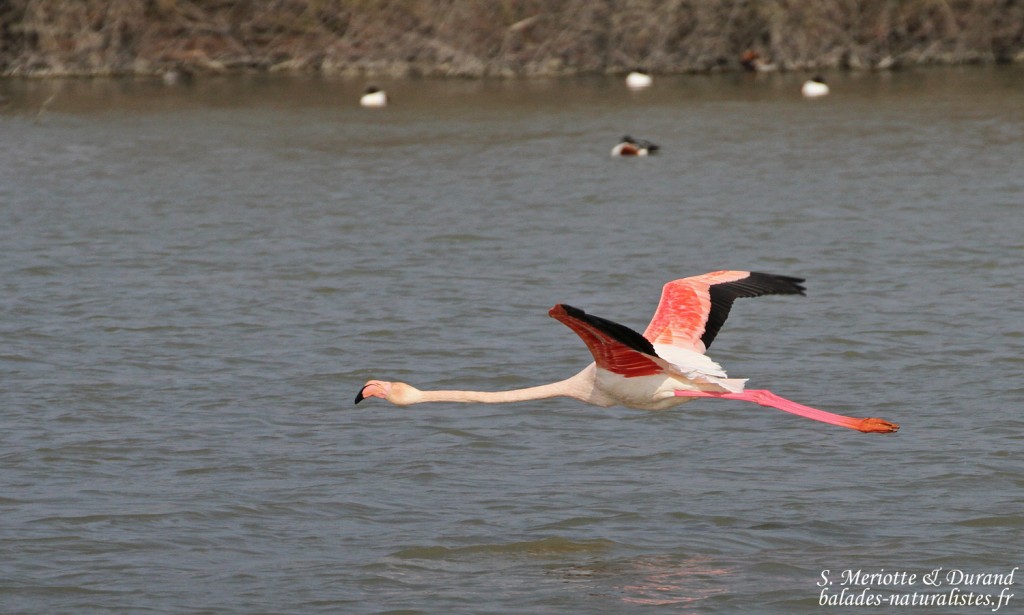Flamant rose, Scamandre, Camargue gardoise