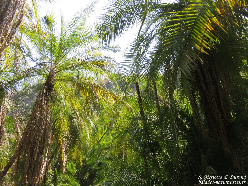 Chutes Victoria (Zambie)