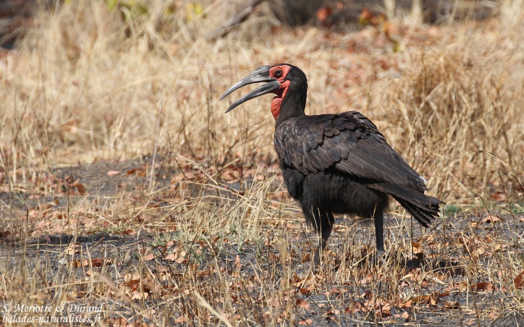 Bucorve terrestre adulte, Zambie