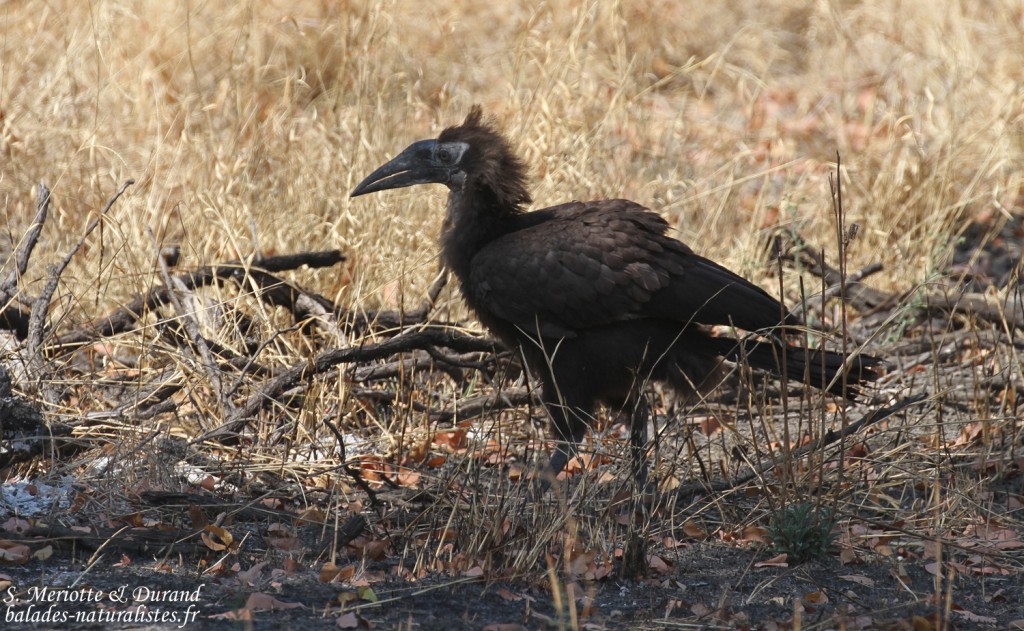 Bucorve terrestre jeune, Zambie