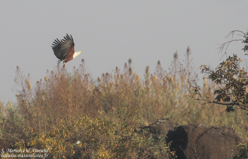 Pygargue vocifère, Chutes Victoria (Zambie)