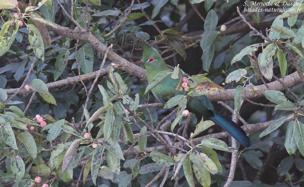 Touraco de Schalow, Chutes Victoria (Zambie)