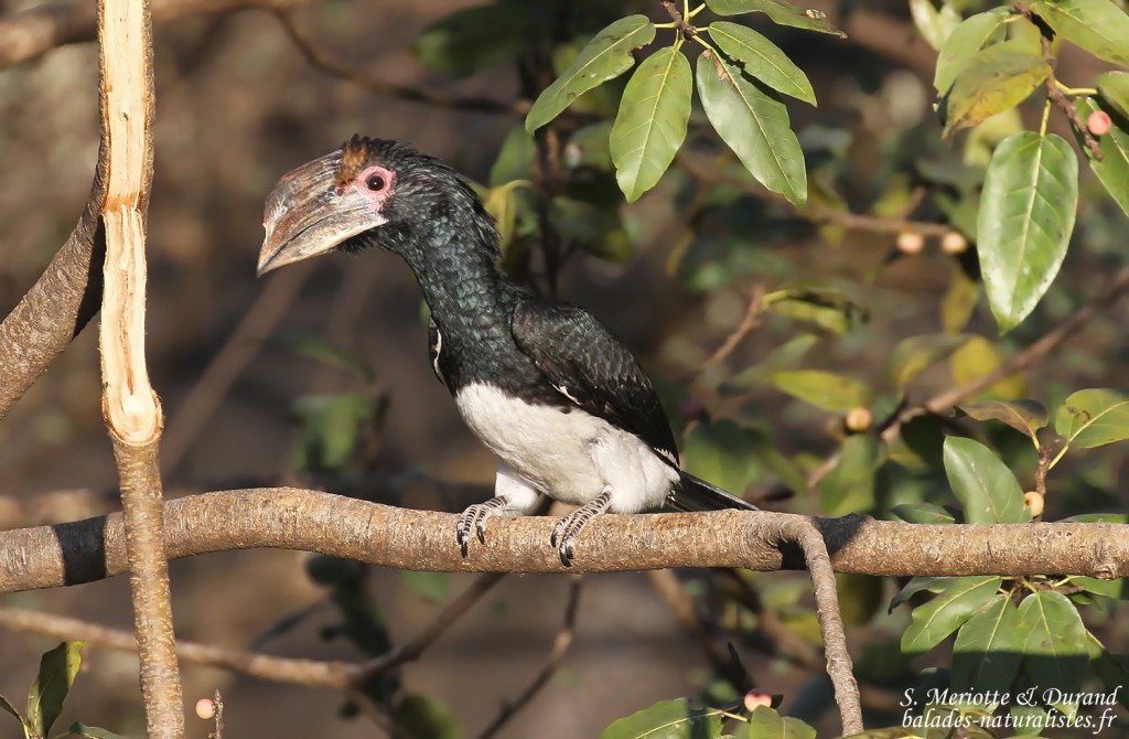 Calao trompette, Chutes Victoria (Zambie)