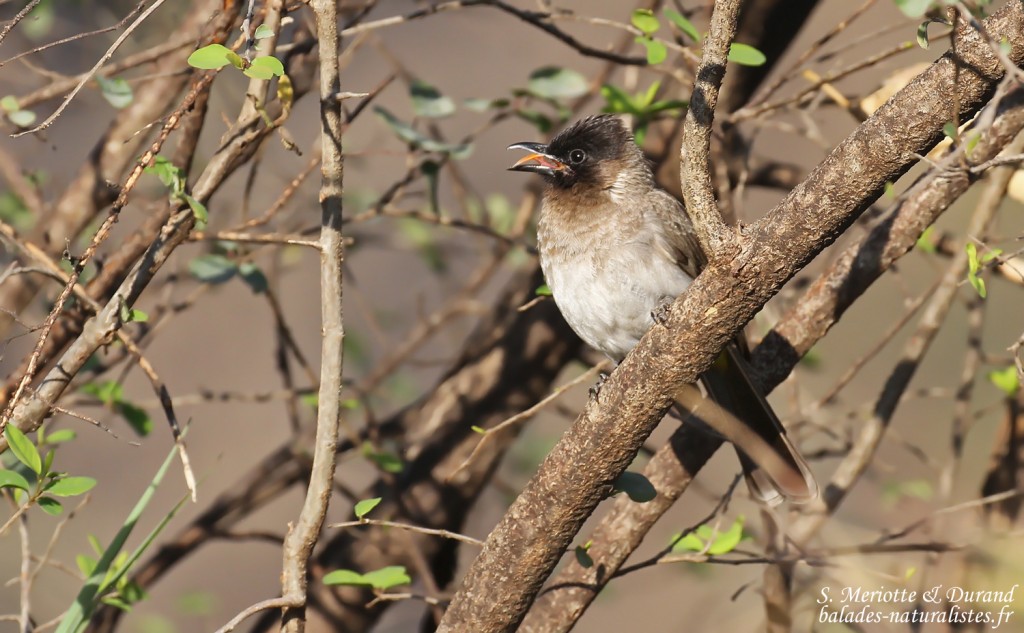 Bulbul à cape noire, Chutes Victoria (Zambie)