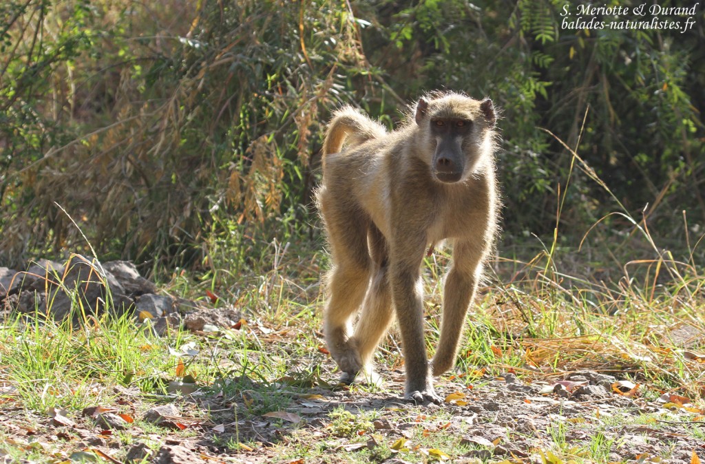 Babouin chacma, Chutes Victoria (Zambie)