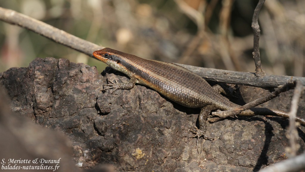 chutes-victoria (26)Striped Skink (Trachhylepis striata)