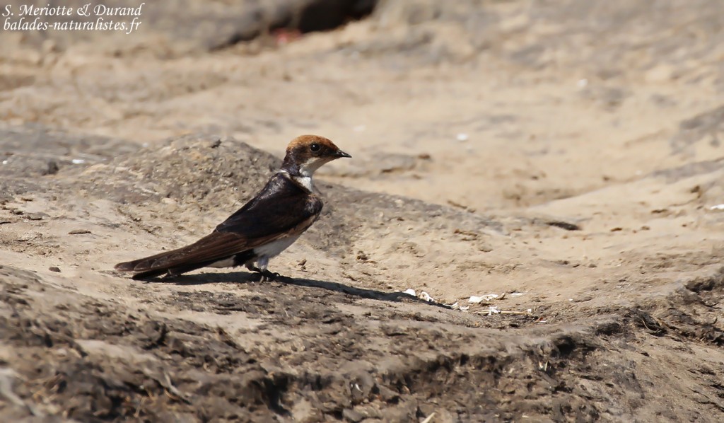 Hirondelle à longs brins, Chutes Victoria (Zambie)