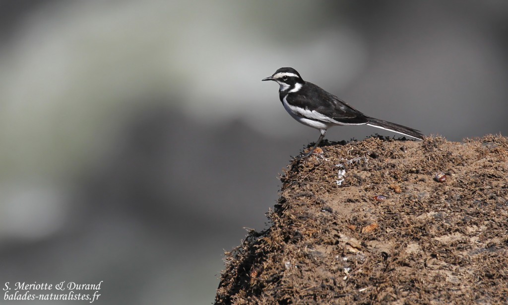 Bergeronnette pie, Chutes Victoria (Zambie)