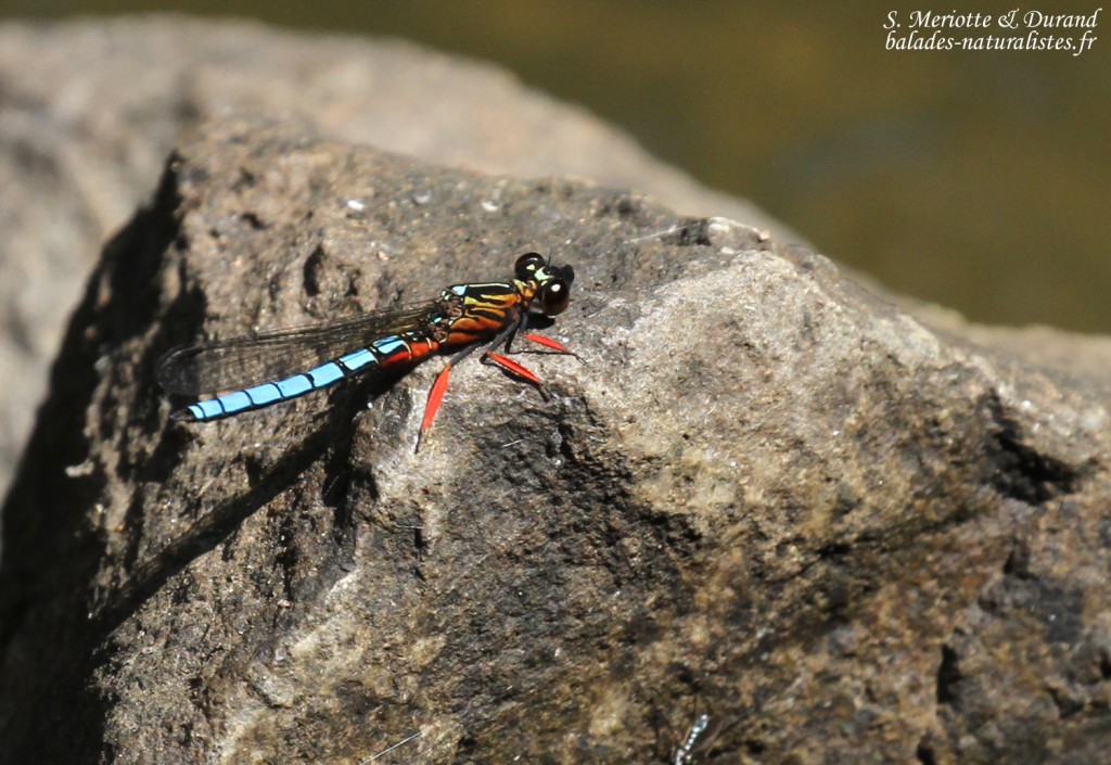 Libellule, Chutes Victoria (Zambie)