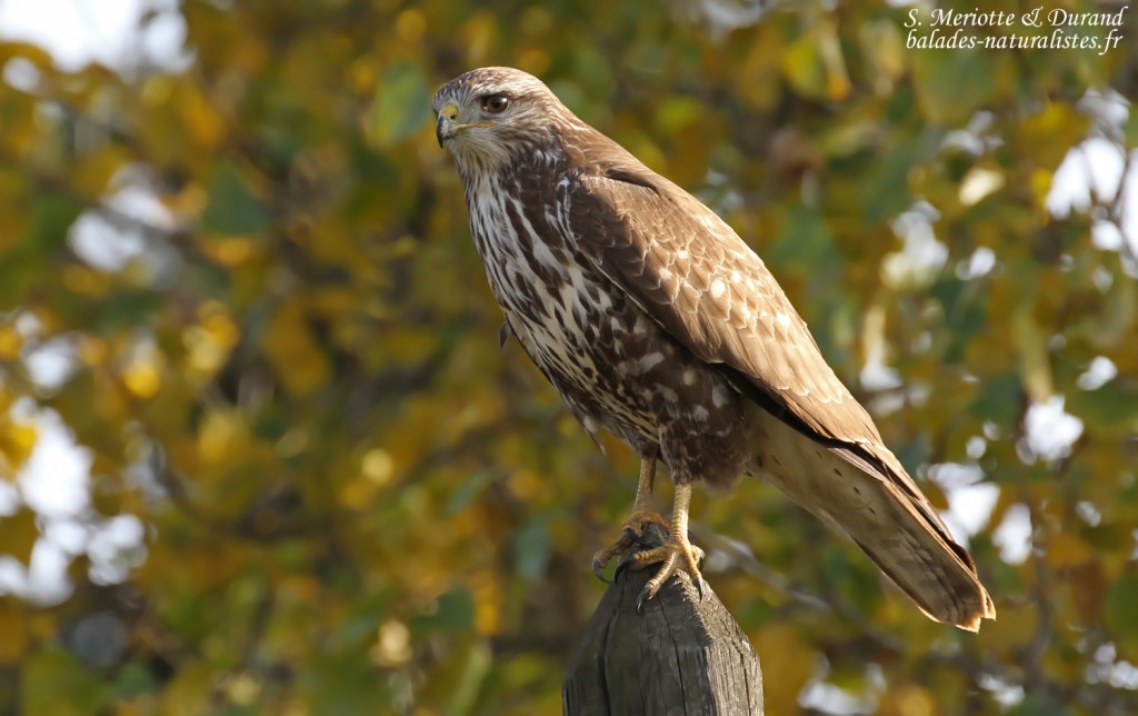 Buse variable, Syvéréal
