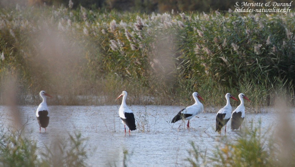 Cigognes blanches, Mas d'Agon