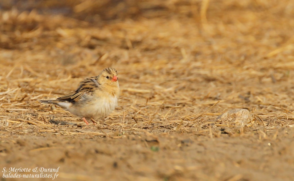 Veuve royale, Dan Viljoen