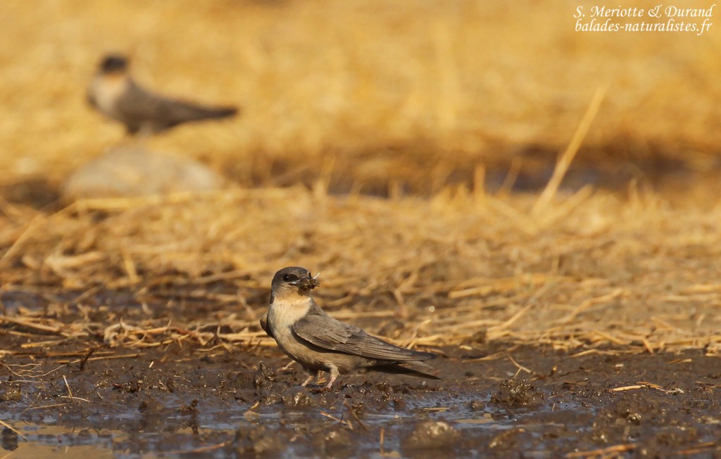 Hirondelle isabelline, Dan Viljoen