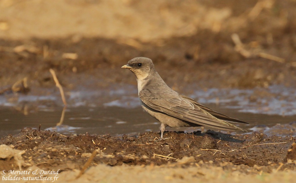 Hirondelle isabelline, Dan Viljoen